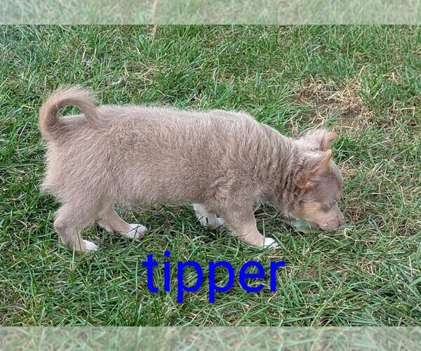 Medium Photo #3 Chihuahua Puppy For Sale in LEBANON, PA, USA