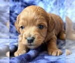 Puppy Little guy Cavapoo (Miniature)
