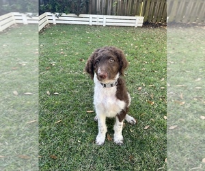 Aussiedoodle Puppy for sale in SANTA ROSA BEACH, FL, USA