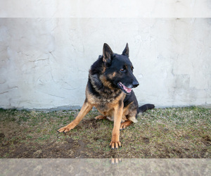 Father of the German Shepherd Dog puppies born on 01/24/2025