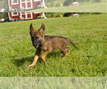 Small German Shepherd Dog