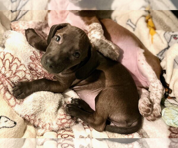 Medium Photo #2 Dachshund-Unknown Mix Puppy For Sale in Mechanicsburg, PA, USA