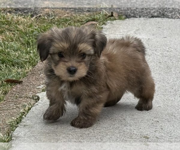 Medium Photo #10 Yorkshire Terrier Puppy For Sale in NEWTON, NC, USA