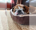 Small #2 Bulldog