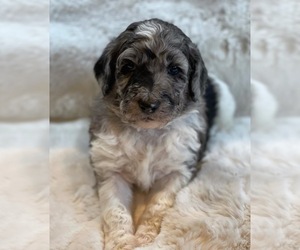 Aussiedoodle-Poodle (Standard) Mix Puppy for sale in LEXINGTON, KY, USA