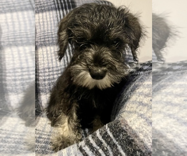 Medium Photo #1 Schnauzer (Miniature) Puppy For Sale in WINTERVILLE, GA, USA