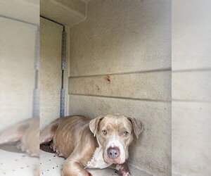 Mutt Dogs for adoption in Oklahoma City, OK, USA