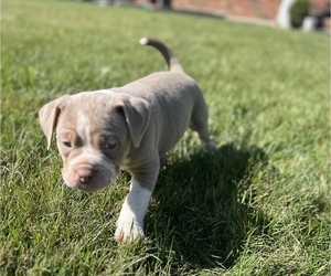 American Bully-Olde English Bulldogge Mix Puppy for sale in CINCINNATI, OH, USA