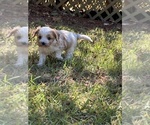 Small #2 Cavachon