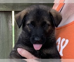 Small Photo #1 German Shepherd Dog Puppy For Sale in ALTAMONT, IL, USA
