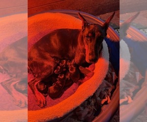 Doberman Pinscher Puppy for sale in HEISKELL, TN, USA
