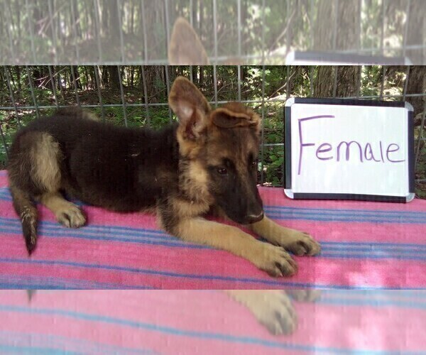 Medium Photo #2 German Shepherd Dog Puppy For Sale in LOGAN, OH, USA