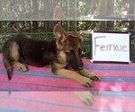 Small #1 German Shepherd Dog