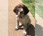 Small Photo #23 German Shorthaired Pointer Puppy For Sale in AMARILLO, TX, USA