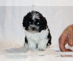 Small #16 ShihPoo