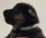 Small Photo #22 German Shepherd Dog Puppy For Sale in INMAN, SC, USA