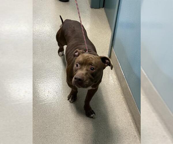 Medium Photo #1 Mutt Puppy For Sale in Newton, NC, USA