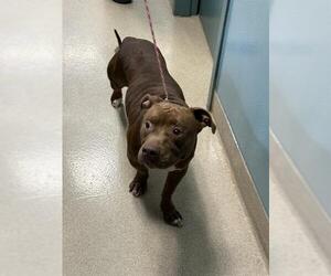 Mutt Dogs for adoption in Newton, NC, USA