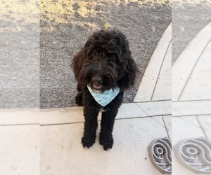 Father of the Bernedoodle puppies born on 08/08/2026