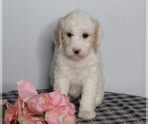 Labradoodle-Poodle (Standard) Mix Puppy for sale in FREDERICKSBURG, OH, USA