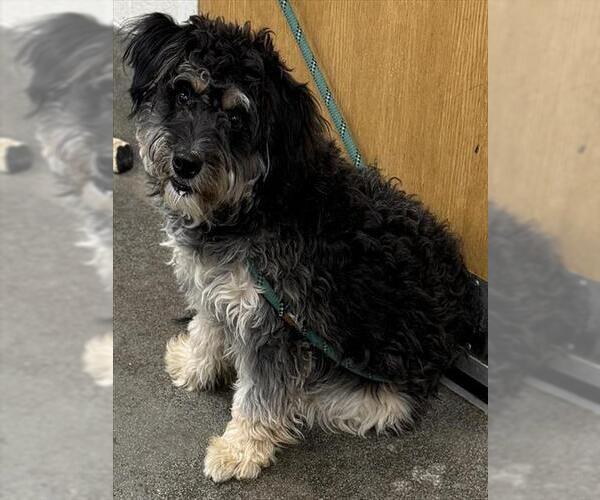 Medium Photo #1 Miniature Schnauzer-Poodle (Miniature) Mix Puppy For Sale in Forestville, MD, USA