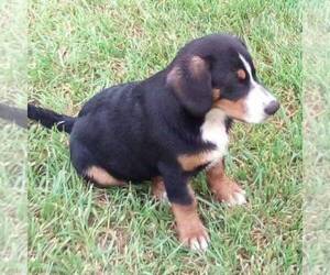 Entlebucher Mountain Dog Puppy for sale in LEWISBURG, OH, USA