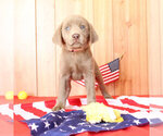 Small Photo #8 Labrador Retriever Puppy For Sale in MARSHFIELD, MO, USA