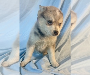 Pomsky-Shiba Inu Mix Puppy for sale in NASHUA, NH, USA