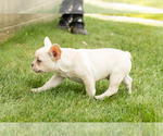 Small #3 French Bulldog