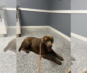 Father of the Labrador Retriever puppies born on 02/23/2026