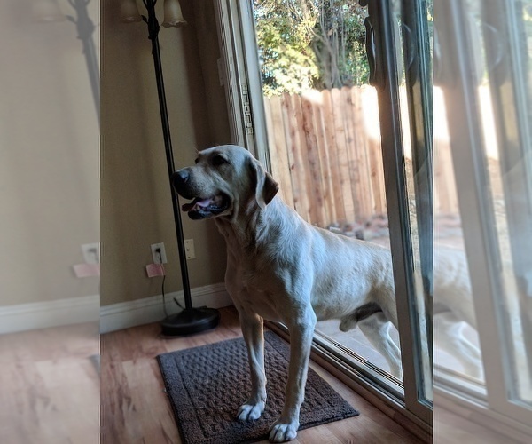 Medium Photo #1 Labrador Retriever Puppy For Sale in SACRAMENTO, CA, USA