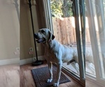 Small Photo #1 Labrador Retriever Puppy For Sale in SACRAMENTO, CA, USA