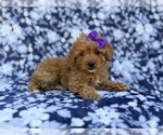 Small #5 Cavapoo (Miniature)