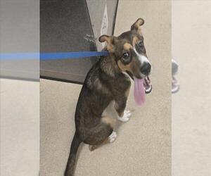 Australian Shepherd-Unknown Mix Dogs for adoption in Plano, TX, USA