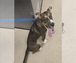 Small Australian Shepherd Mix