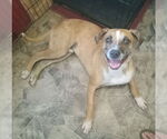 Small #2 Catahoula Leopard Dog Mix