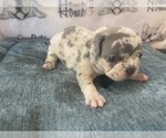 Small Photo #7 French Bulldog Puppy For Sale in VILLA RICA, GA, USA