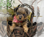 Small #8 Shorkie Tzu
