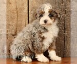 Small #3 Bernedoodle (Miniature)