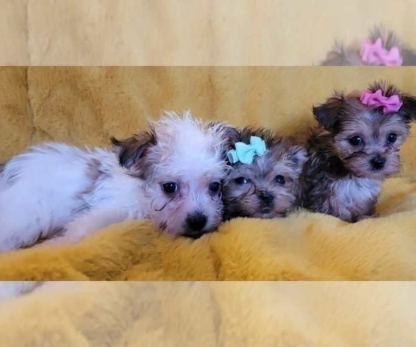 Medium Photo #9 Morkie Puppy For Sale in OTTAWA, OH, USA