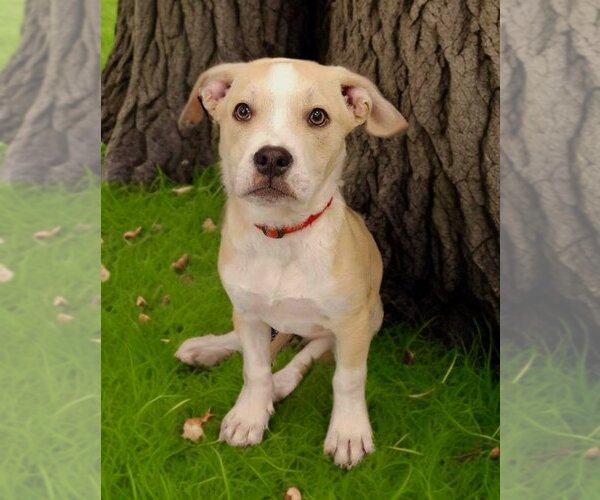 Medium Photo #1 American Staffordshire Terrier-Labrador Retriever Mix Puppy For Sale in Glendale , AZ, USA