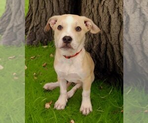 American Staffordshire Terrier-Labrador Retriever Mix Dogs for adoption in Glendale , AZ, USA