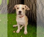 Small Photo #1 American Staffordshire Terrier-Labrador Retriever Mix Puppy For Sale in Glendale , AZ, USA