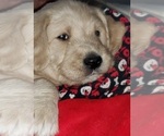 Small Photo #3 Labradoodle Puppy For Sale in ADRIAN, MO, USA