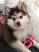 Small Photo #8 Pomsky Puppy For Sale in RAMSEY, MN, USA