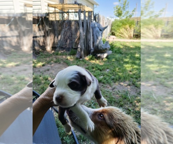 Medium Photo #1 Miniature Australian Shepherd Puppy For Sale in WILLIAMSBURG, CO, USA