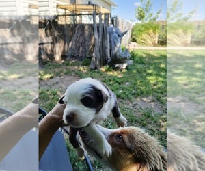 Miniature Australian Shepherd Puppy for sale in WILLIAMSBURG, CO, USA