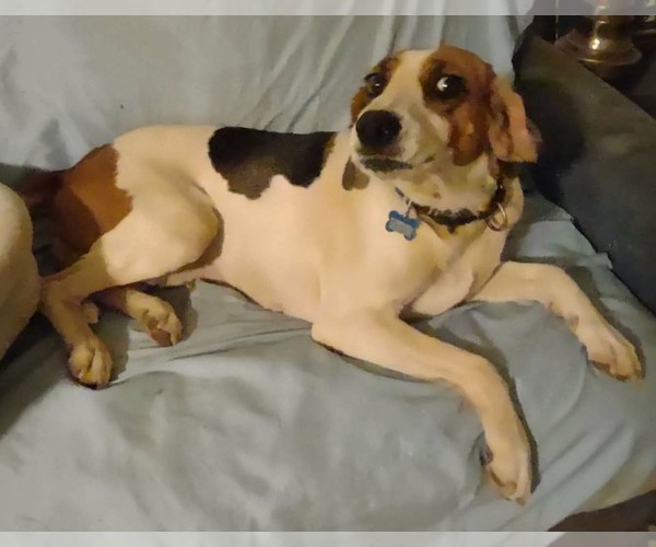 Medium Photo #1 Mutt Puppy For Sale in Rustburg, VA, USA