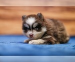 Small #4 Pomsky