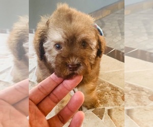 Poodle (Miniature) Puppy for sale in BASE LINE, CA, USA